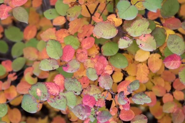 Pittoresche foglie colorate — Foto Stock