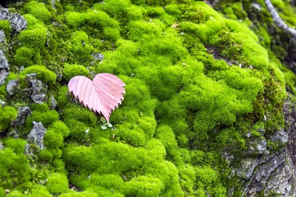 Heart shaped red leaf — Stock Photo, Image