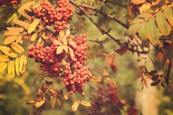 Κόκκινο rowan μούρα — Φωτογραφία Αρχείου