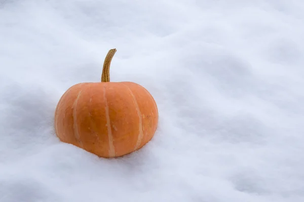 Oranžové dýně suchý — Stock fotografie