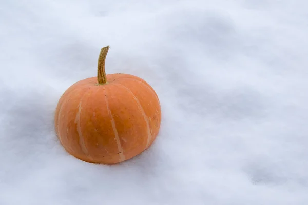 Abóbora seca de laranja — Fotografia de Stock