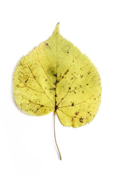 Enda hösten blad — Stockfoto