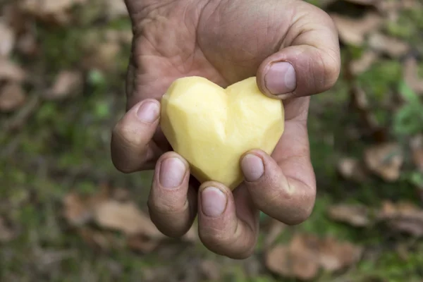 Πατάτας σχήμα καρδιάς — Φωτογραφία Αρχείου