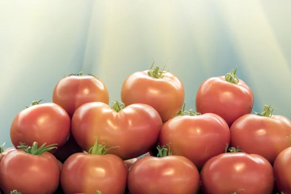 Rows of fresh tomatoes — Stock Photo, Image