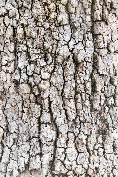 Struttura della corteccia dell'albero — Foto Stock