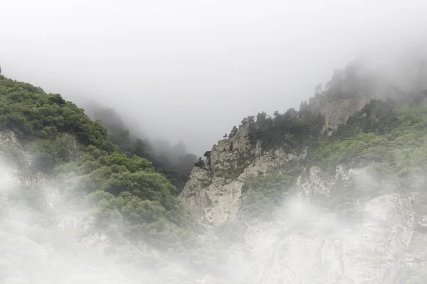 Деревья на скалах в утреннем тумане — стоковое фото