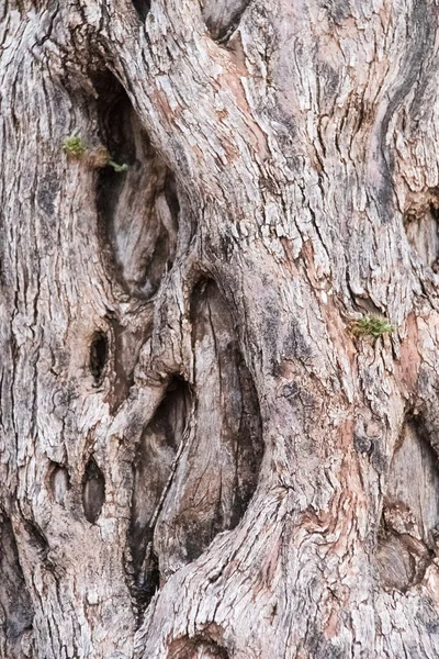 Struttura della corteccia dell'albero — Foto Stock