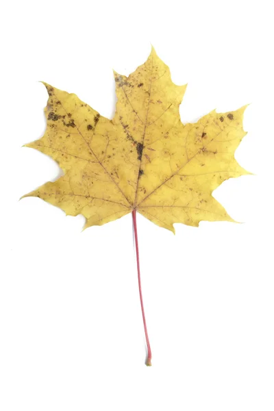 Één herfst esdoornblad — Stockfoto