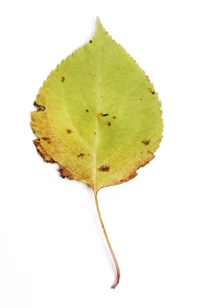 Pojedynczy liść jesieni — Zdjęcie stockowe