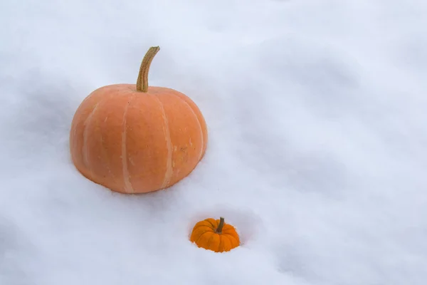 Orangene Kürbisse im Schnee — Stockfoto