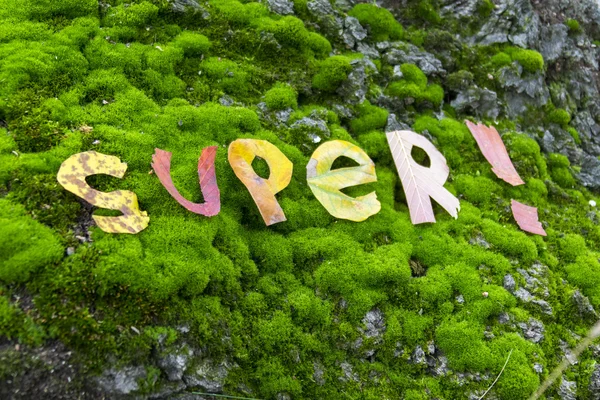 Word super cut out from leaves — Stock Photo, Image