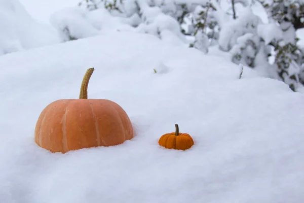 Orangene Kürbisse im Schnee — Stockfoto