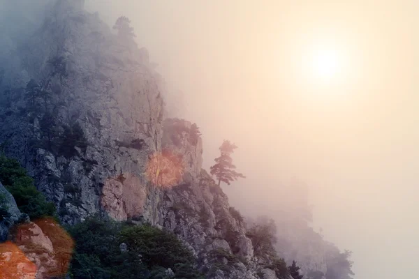 Bomen op rotsen in de ochtend mist — Stockfoto