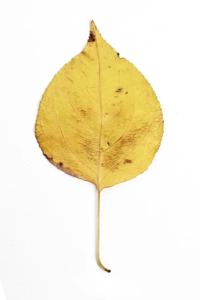 1 つの秋の葉 — ストック写真