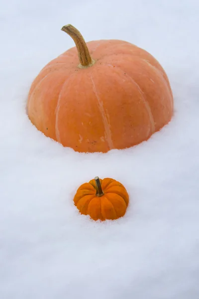 Abóboras laranja na neve — Fotografia de Stock