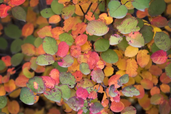 Pittoresche foglie colorate — Foto Stock