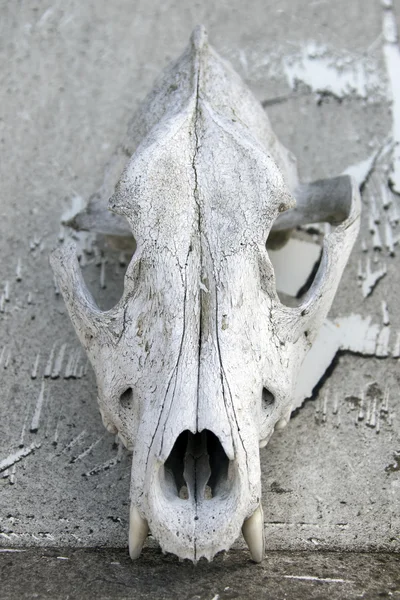 Crâne de loup blanc altéré — Photo