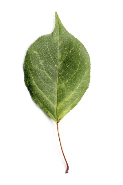 Hoja de otoño única — Foto de Stock