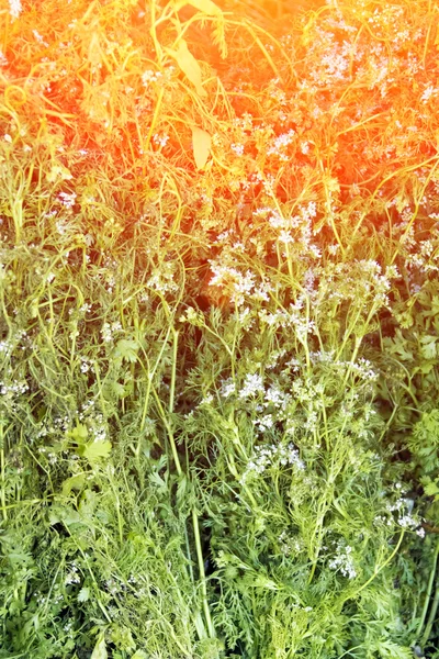 Variety green herbs — Stock Photo, Image