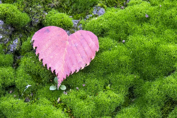 Heart shaped red leaf — Stock Photo, Image