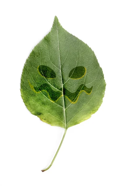 ハロウィーンの顔の付いた緑色の葉 — ストック写真