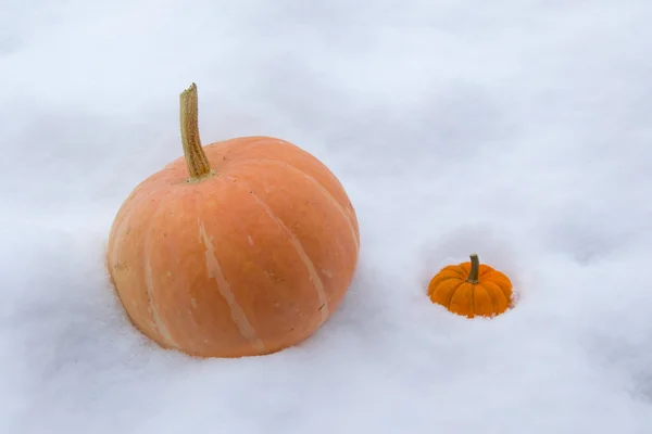 Abóboras laranja na neve — Fotografia de Stock