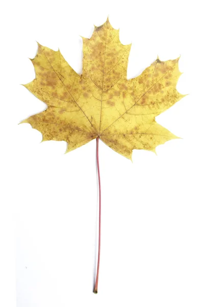 Hoja de arce de otoño único — Foto de Stock