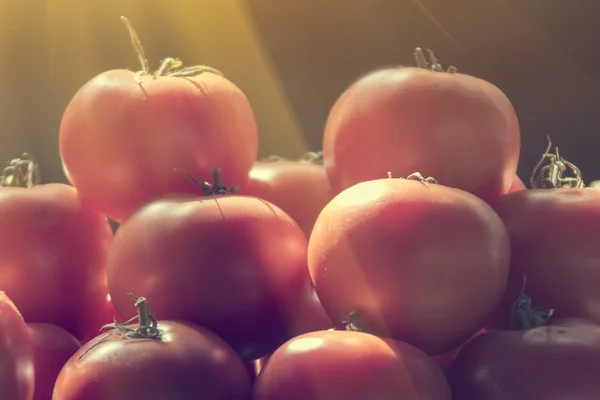 Rows of fresh tomatoes — Stock Photo, Image