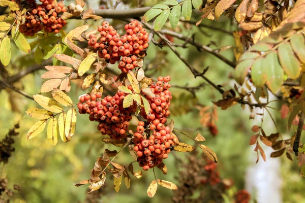 Bayas de rowan rojo — Foto de Stock