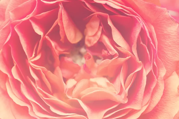 Красивые лепестки роз — стоковое фото