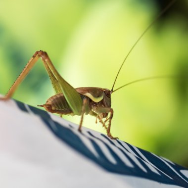 Polietilen üzerinde yeşil çekirge
