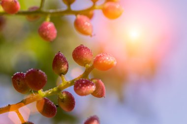 Genç kırmızı üzüm