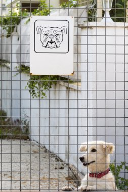 Köpek tasması barlar