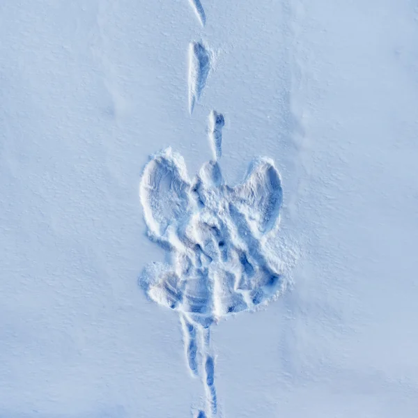 Snow angel silueta — Stock fotografie