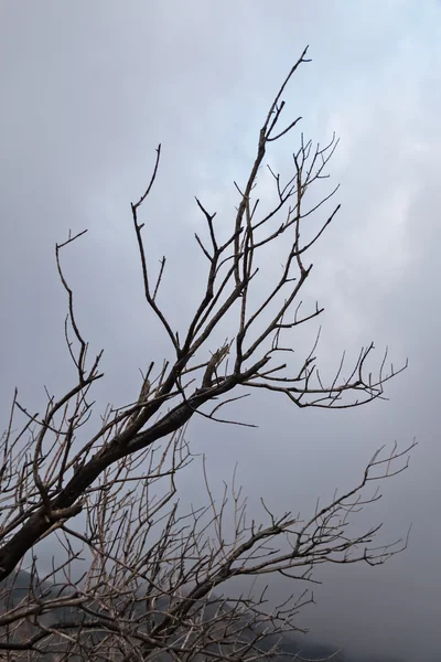 Silhouette d'un arbre nu solitaire — Photo