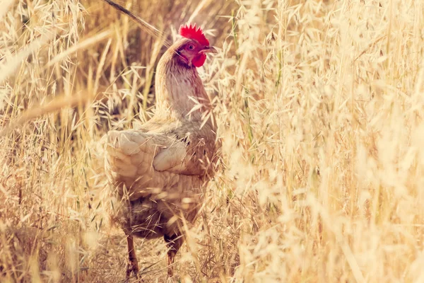 Huhn unter den Ohren — Stockfoto