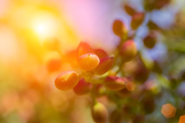 Jeune raisin rouge sur une branche — Photo