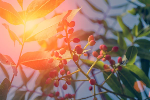 Young red grape on a branch — Stock Photo, Image