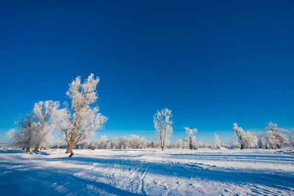 Pintoresca vista del bosque nevado — Foto de Stock