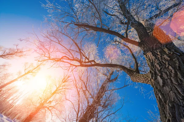 Inverno mattina gelida — Foto Stock