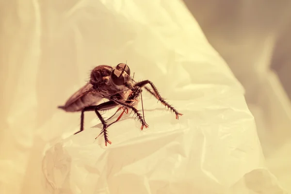 Insect on polyethylene close up — Stock Photo, Image