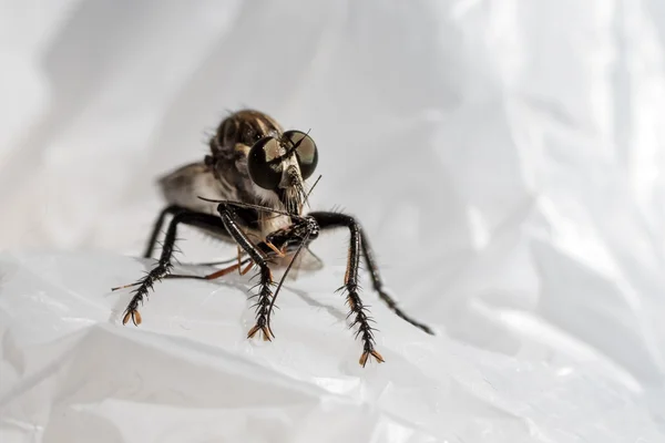 Insect on polyethylene close up — Stock Photo, Image