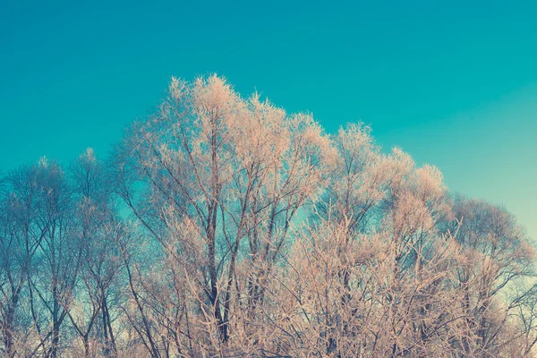 Mañana helada de invierno —  Fotos de Stock