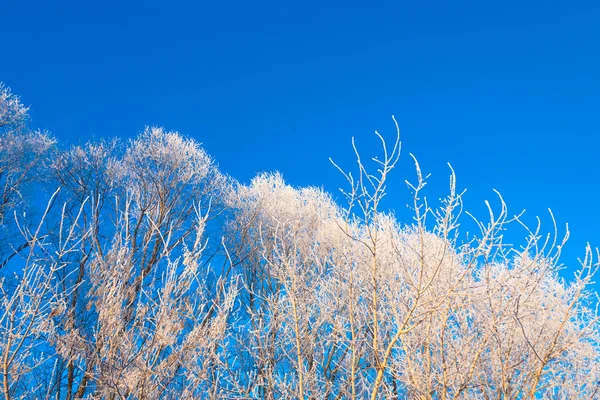 Mañana helada de invierno —  Fotos de Stock