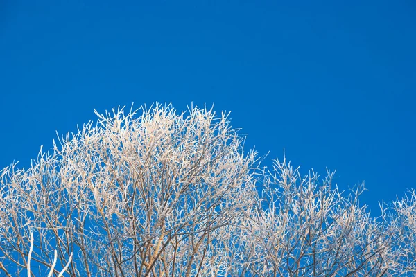 Mañana helada de invierno —  Fotos de Stock