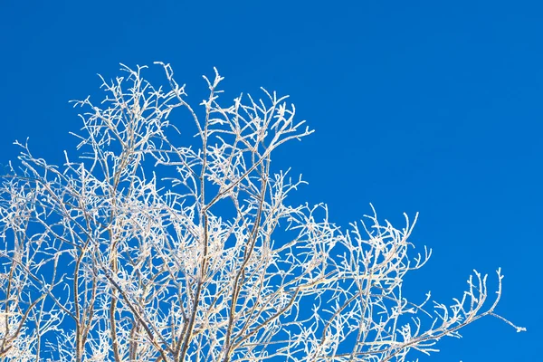 Winter frosty morning — Stock Photo, Image