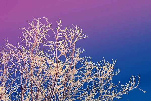 Inverno manhã gelada — Fotografia de Stock