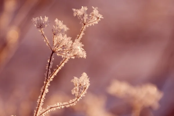 Frozen grass in the snow — Stock Photo, Image