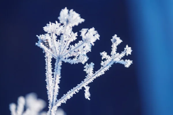 Fryst gräs i snön — Stockfoto