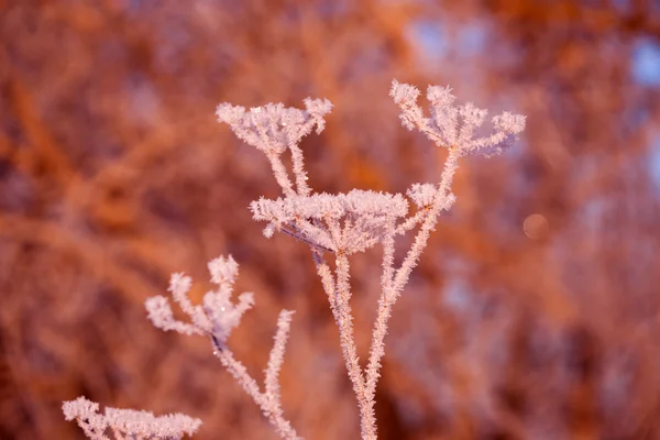 Erba ghiacciata nella neve — Foto Stock